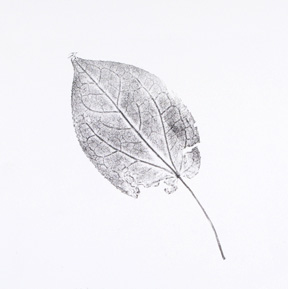 Epimedium 3