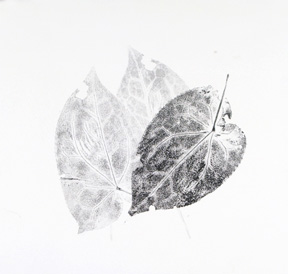 Epimedium 2