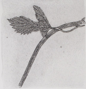 hops 1