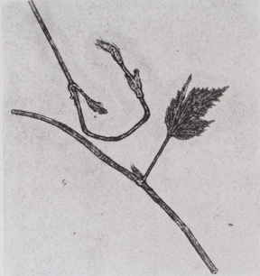 Hops 2