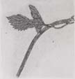 hops monotype