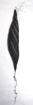 black chrysalis