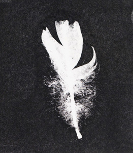 swantfeather 1