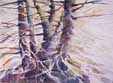 Coastal Trees